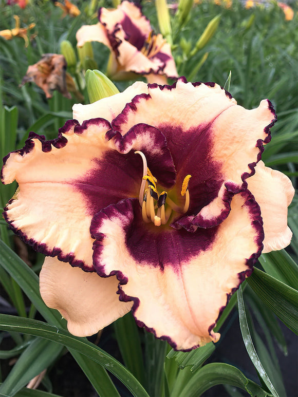 Daglilja Tropical Surprise (Hemerocallis) Barrotade perenner 