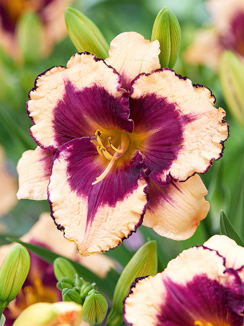 Köp Daglilja Tropical Surprise (Hemerocallis)