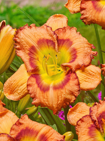 Daglilja Fruity Kiss (Hemerocallis)