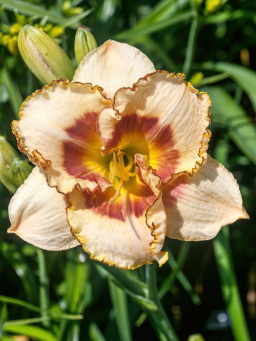 Daglilja Fruity Kiss (Hemerocallis) Köp