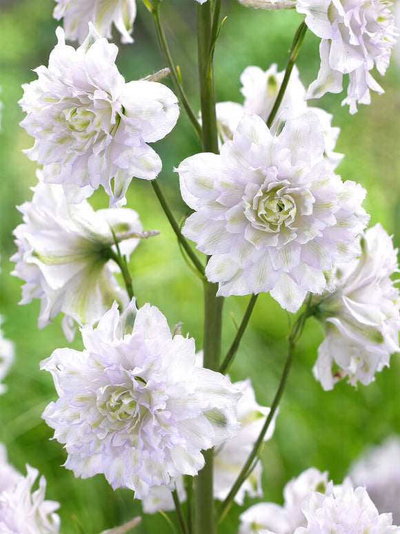 Riddarsporre Highlander Cha Cha (Delphinium)