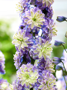 Riddarsporre Highlander Bolero (Delphinium)