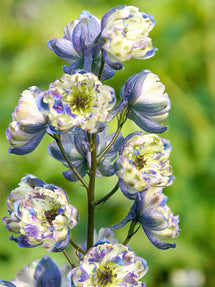 Riddarsporre La Boheme (Delphinium)