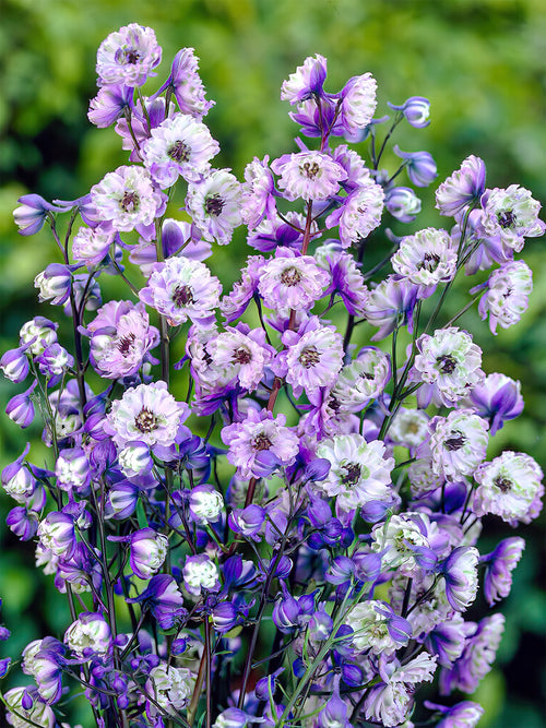 Riddarsporre La Boheme (Delphinium)