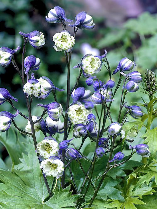 Köp Riddarsporre La Boheme (Delphinium)