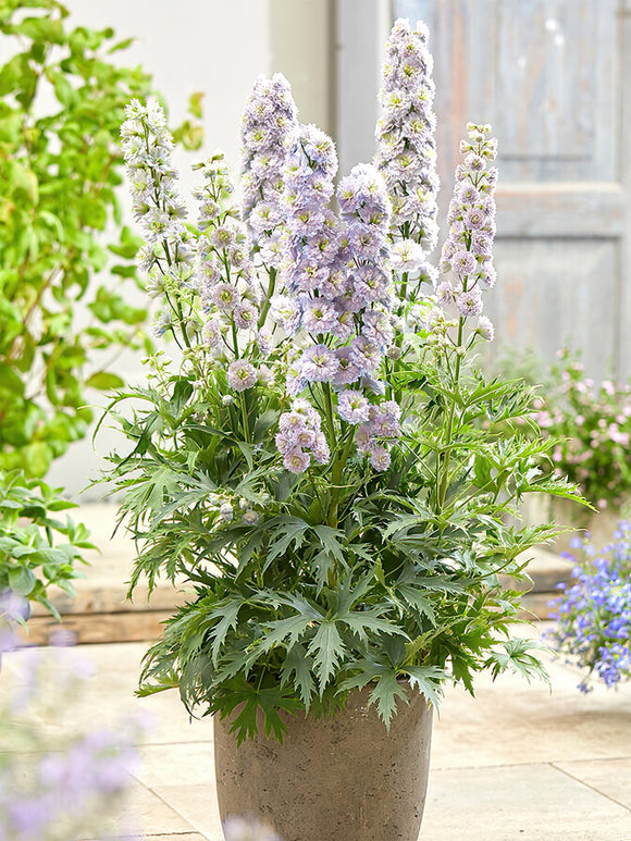 Köp Riddarsporre Highlander Rainbow Sensation (Delphinium)