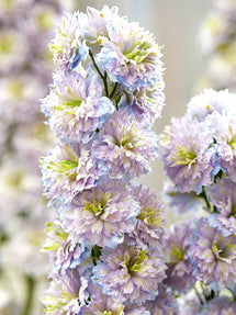 Riddarsporre Highlander Rainbow Sensation (Delphinium)