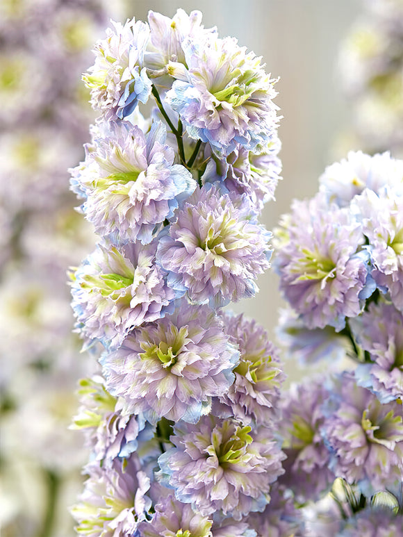 Riddarsporre Highlander Rainbow Sensation (Delphinium)