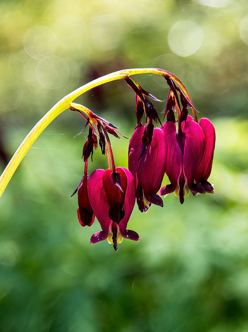 Köp Dicentra i topp storlek från Holland hos DutchGrown!