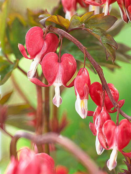 Köp toppstorlek Dicentra 'Valentine' från Holland på DutchGrown