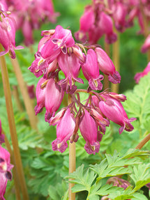 Fänrikshjärta Luxuriant (Dicentra)