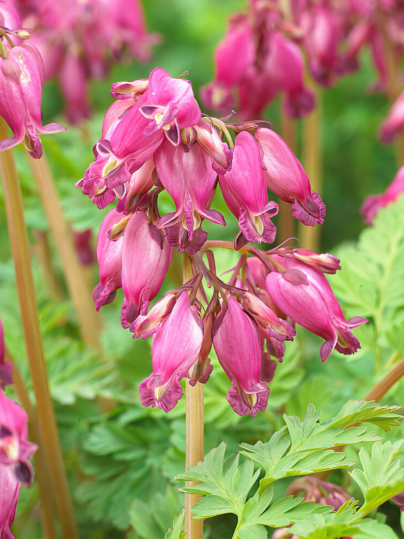 Köp toppstorlek Dicentra 'Luxuriant' från Holland på DutchGrown