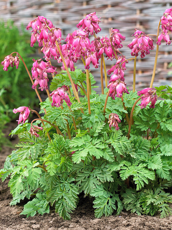 Köp toppstorlek Dicentra 'Luxuriant' från Holland på DutchGrown