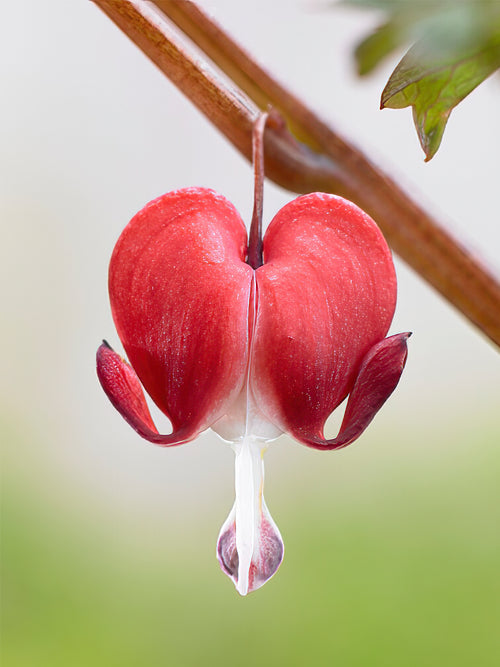 Köp toppstorlek Dicentra 'Valentine' från Holland på DutchGrown