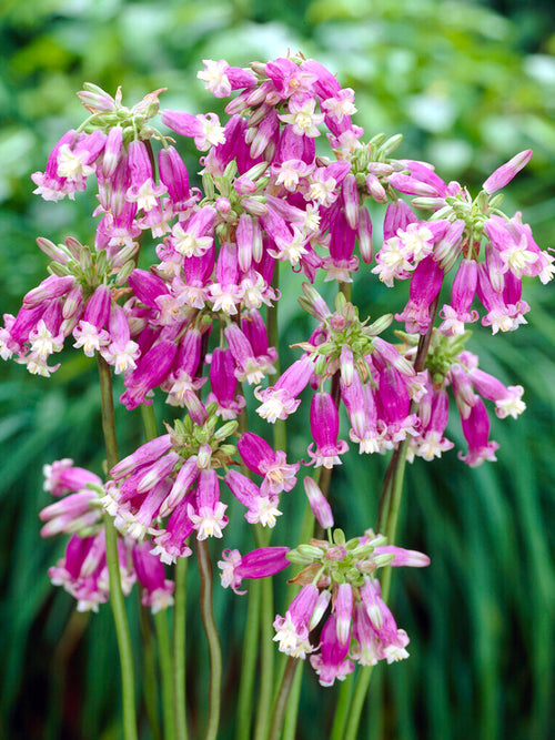 Köp Dichelostemma Pink Surprise (Firecracker Flower) | DutchGrown™