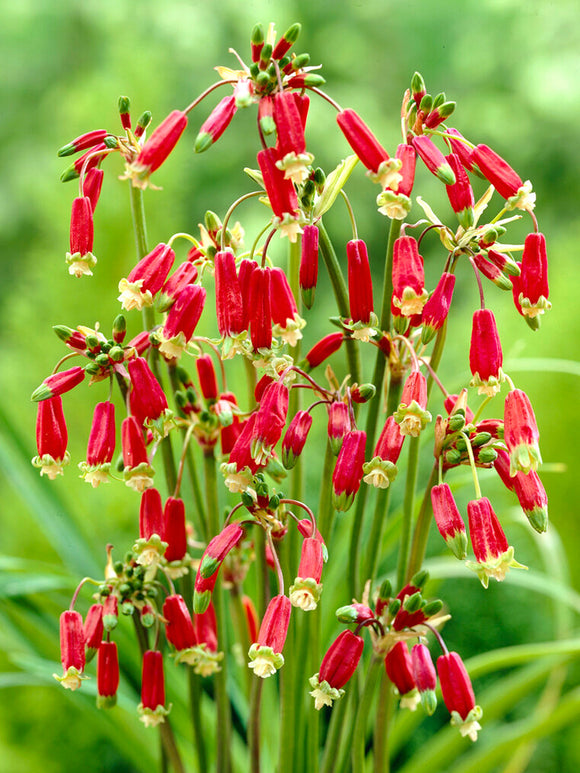 Köp Dichelostemma Red Empire (Firecracker Flower) - DutchGrown™