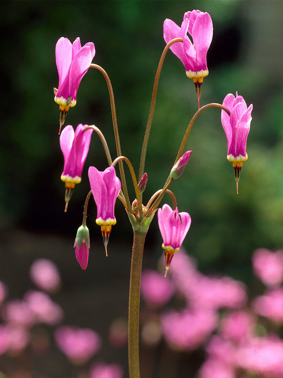 Dodecatheon Queen Victoria (Tolvgudablomma)