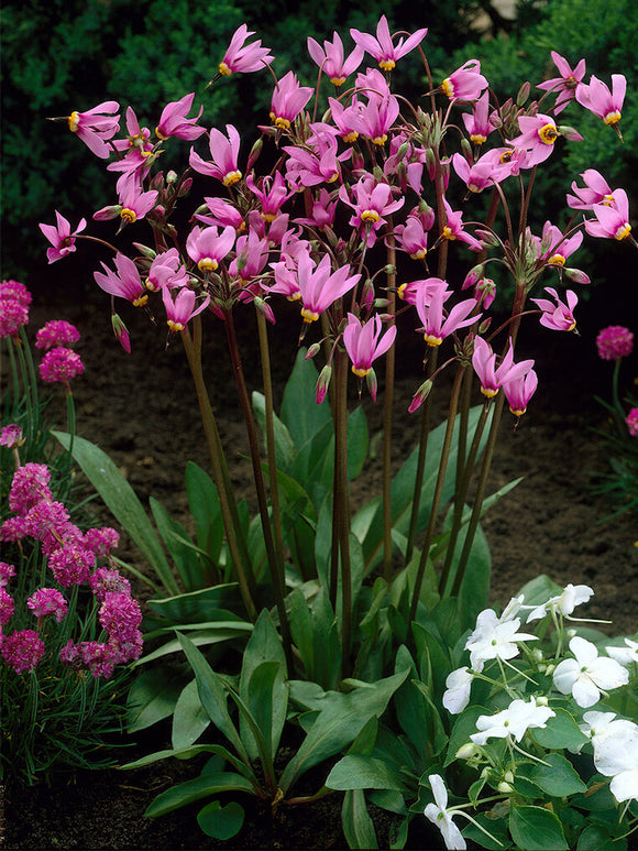 Dodecatheon Queen Victoria (Tolvgudablomma)