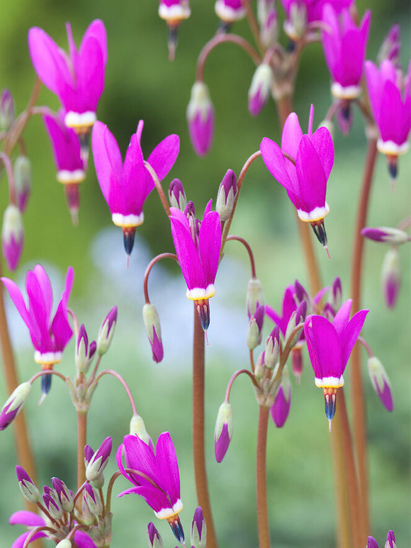 Dodecatheon Red Wings (Tolvgudablomma)