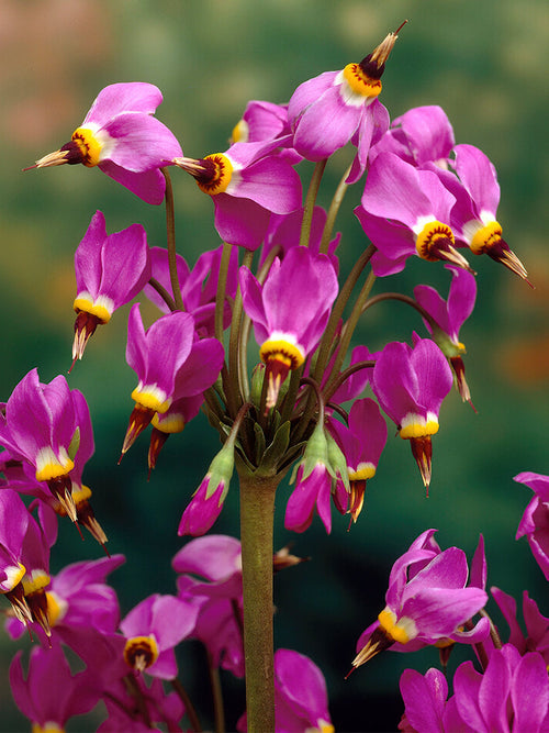 Dodecatheon Red Wings (Tolvgudablomma)