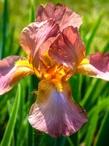 Holländsk iris Autumn Princess
