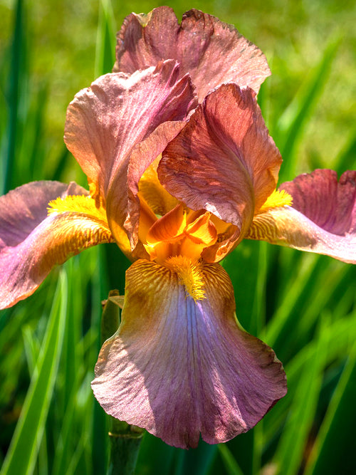 Köp Holländsk iris Autumn Princess från Holland | DutchGrown™