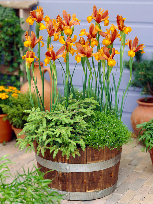 Köp Holländsk iris Autumn Princess från | DutchGrown™