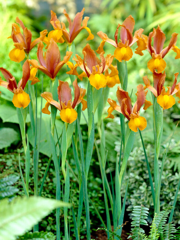 Köp Holländsk iris Autumn Princess från | DutchGrown™