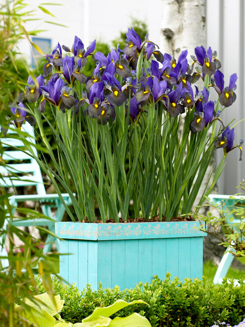 Holländsk iris Eye of the Tiger från Holland | DutchGrown™