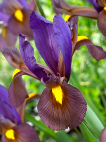 Holländsk iris Eye of the Tiger