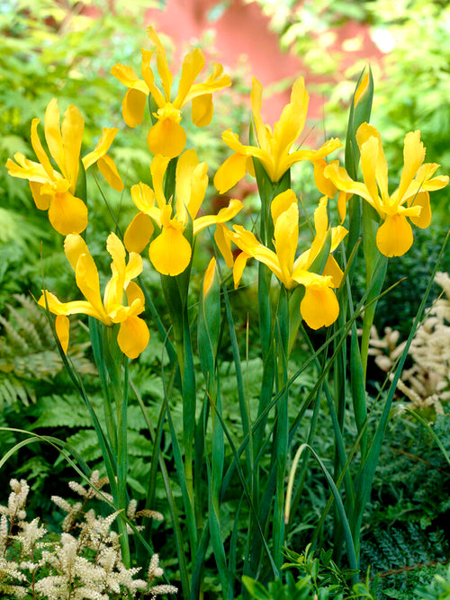 Holländsk Iris Golden Harvest Blomsterlökar | DutchGrown™