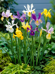 Holländsk Iris Mixed