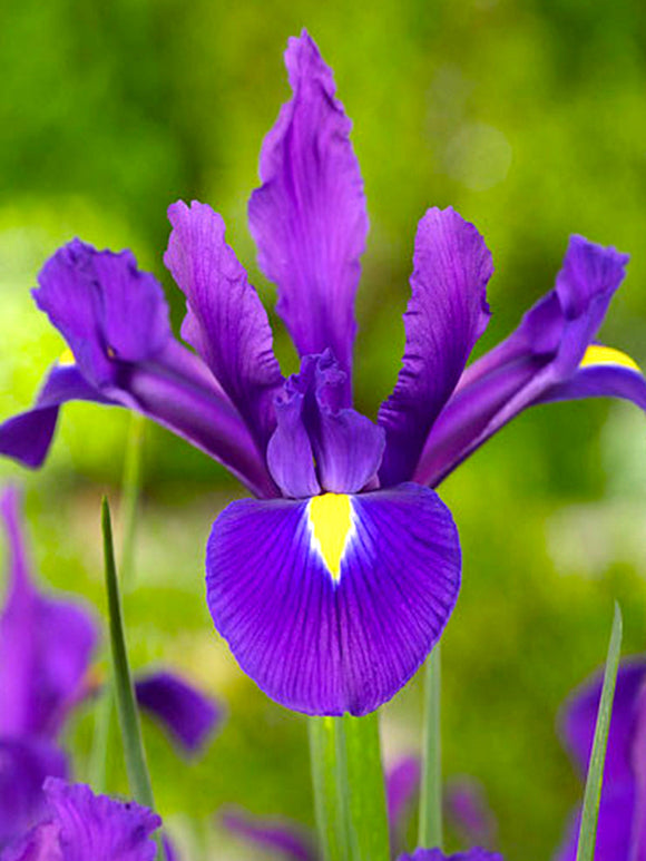 Holländsk Iris Purple Sensation | Köp Blomsterlökar från DutchGrown™