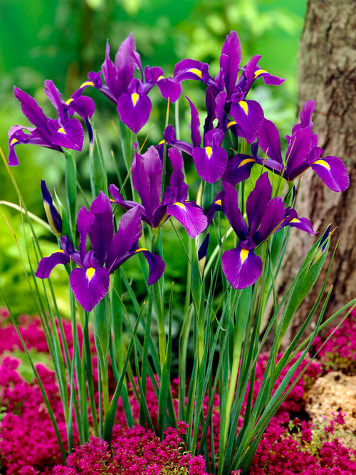 Holländsk Iris Purple Sensation | DutchGrown™