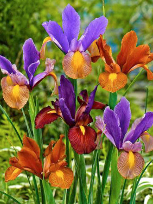 Holländsk iris Tiger Mix | Blomsterlökar från DutchGrown™