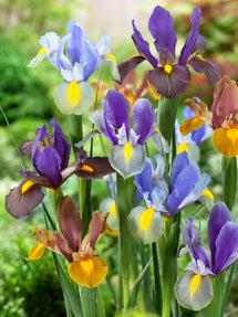 Holländsk iris Tiger Mix