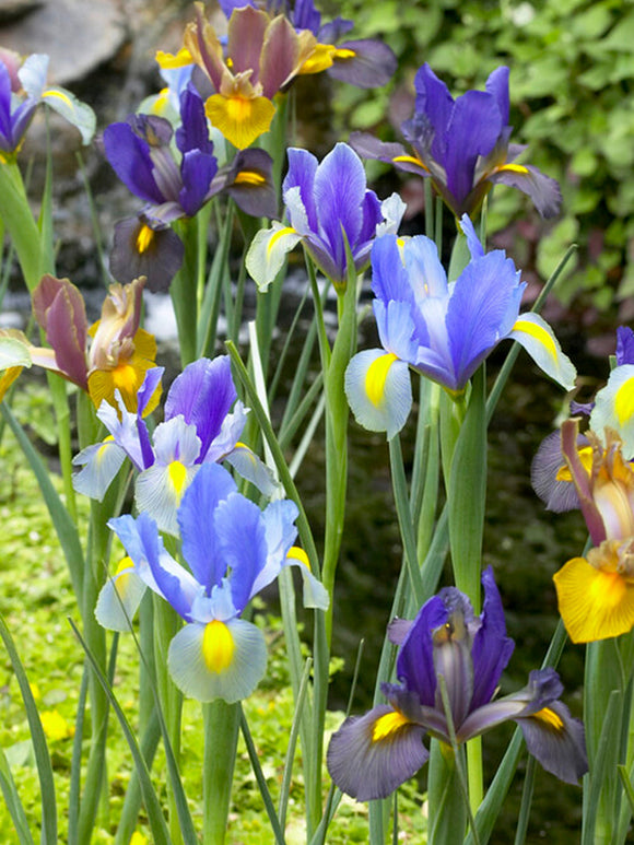 Holländsk iris Tiger Mix | Blomsterlökar från DutchGrown™