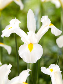 Holländsk Iris White Excelsior