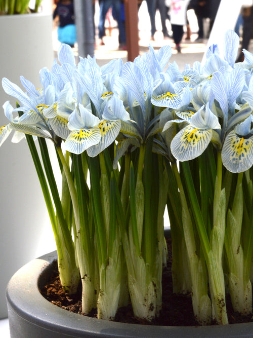 Köp Dvärgiris Katharine Hodgkins från Holland | DutchGrown™