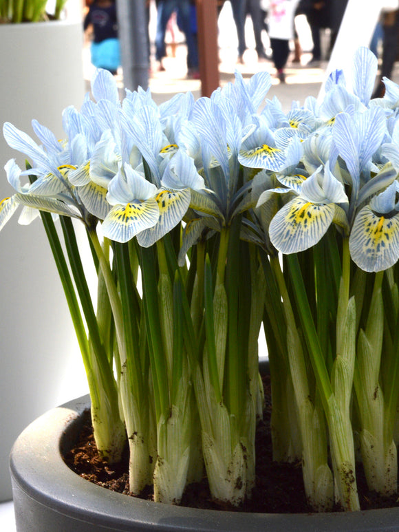 Köp Dvärgiris Katharine Hodgkins från Holland | DutchGrown™