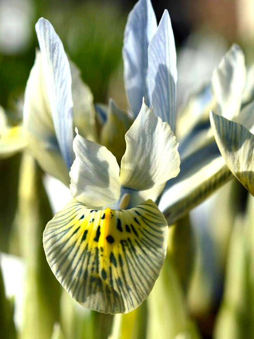 Köp Dvärgiris Katharine Hodgkins | DutchGrown™