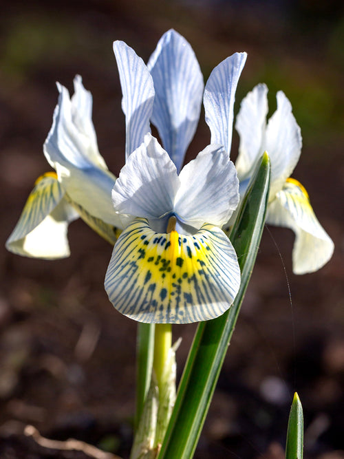 Dvärgiris Katharine Hodgkins från Holland | DutchGrown™