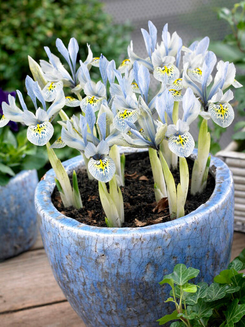 Dvärgiris Katharine Hodgkins från DutchGrown™