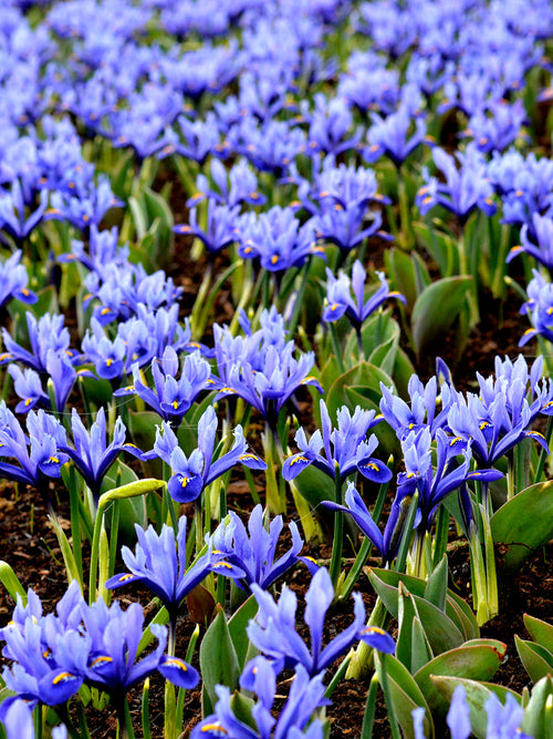 Dvärgiris Reticulata Harmony från Holland