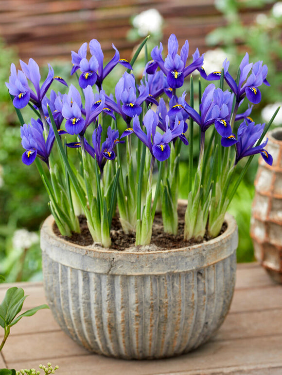 Dvärgiris Reticulata Harmony från Holland | DutchGrown™