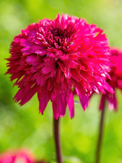 Echinacea Blackberry Truffle Solhattar - perenna rudbeckor Värmeälskande perenn som ska planteras i soligt läge. Blommar sensommar och tidig höst.