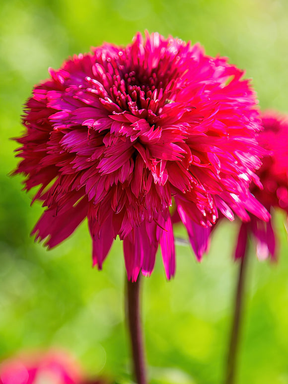 Echinacea Blackberry Truffle Solhattar - perenna rudbeckor Värmeälskande perenn som ska planteras i soligt läge. Blommar sensommar och tidig höst.