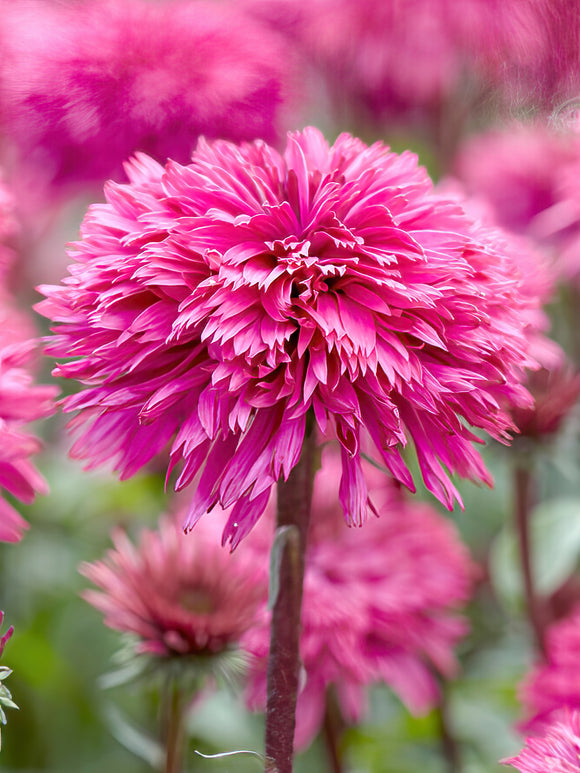 Echinacea Blackberry Truffle (Solhatt)