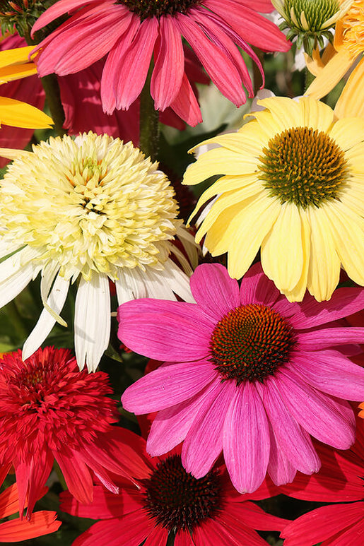 Everblooming Coneflower Mix