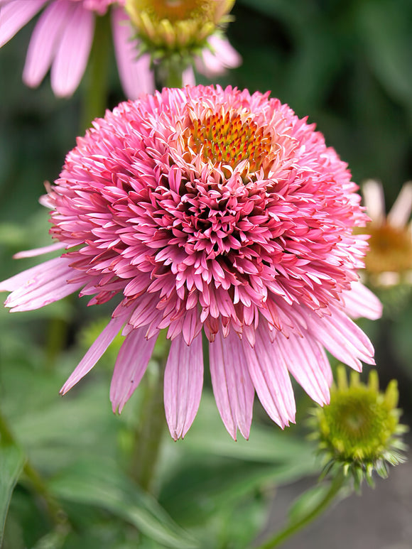 Köp Echinacea Butterfly Kisses (Solhatt)